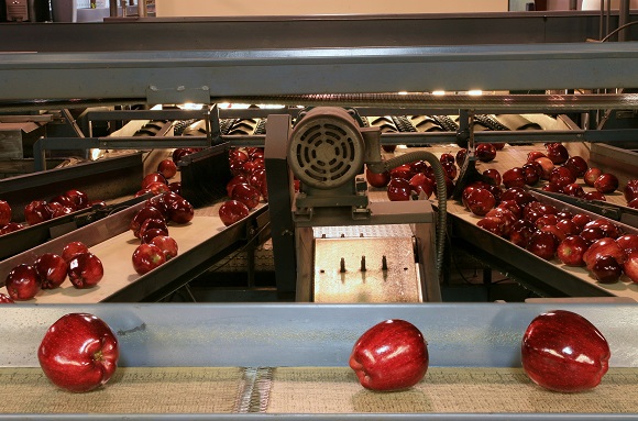Apples On Conveyor Belt